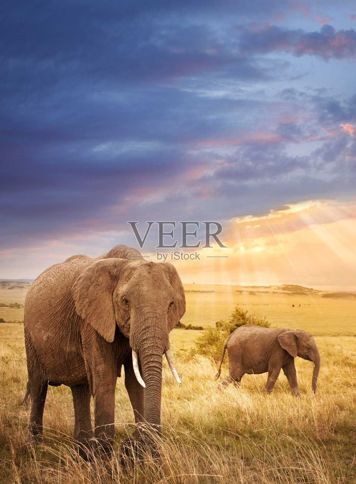 夕阳下的非洲象照片摄影图片