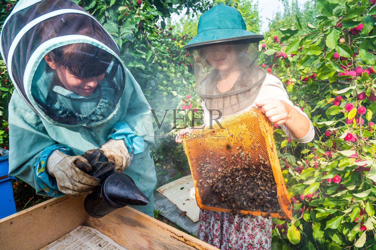 养蜂人在农场收集蜂蜜照片摄影图片