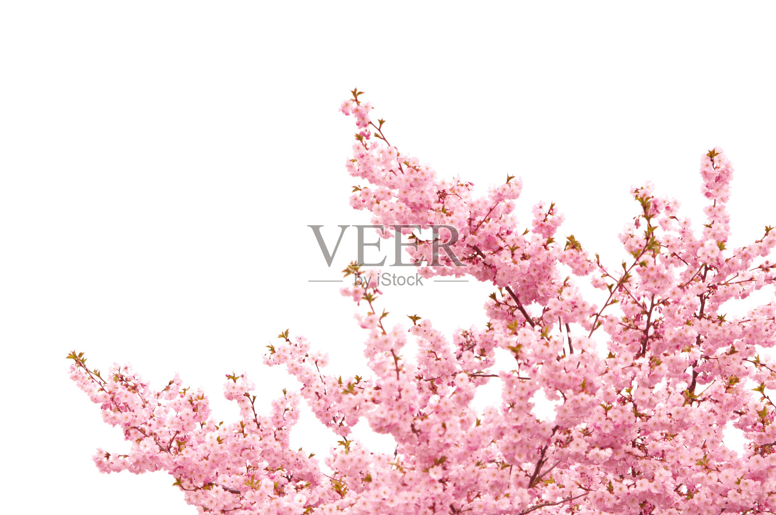 日本樱花-孤立的白色照片摄影图片