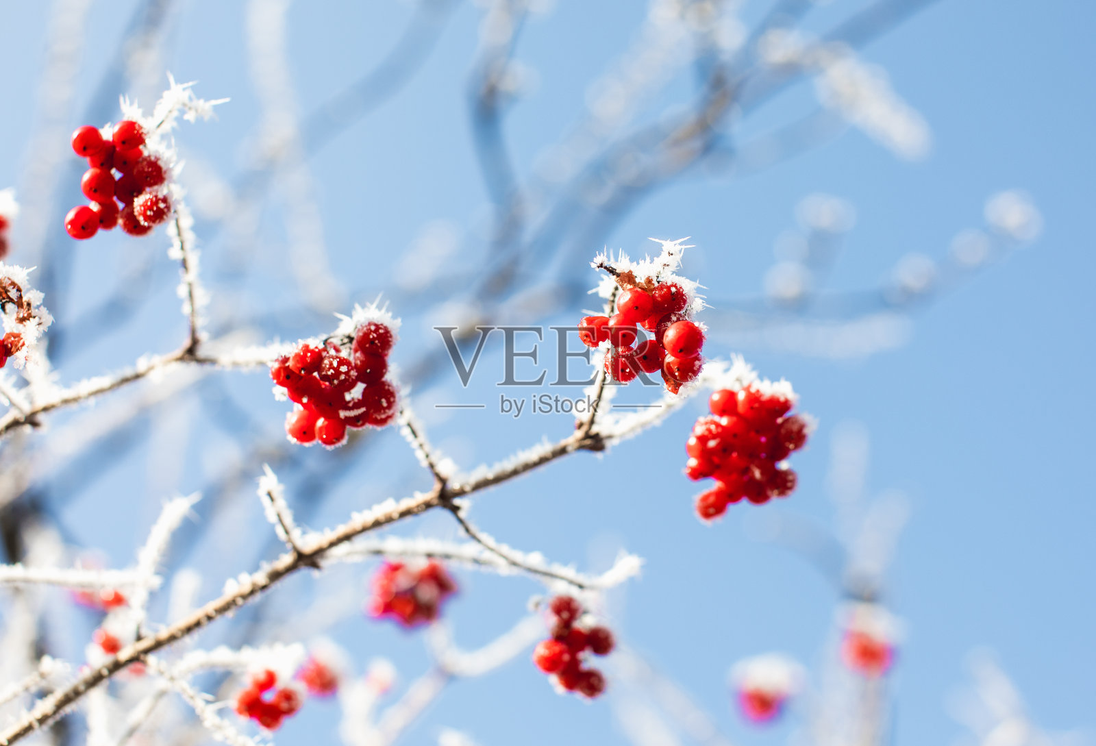 白雪覆盖的红浆果的特写照片摄影图片