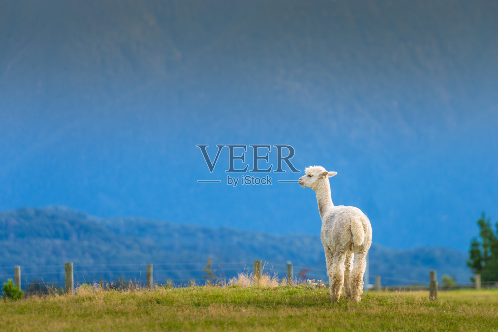 新西兰南岛的羊驼照片摄影图片