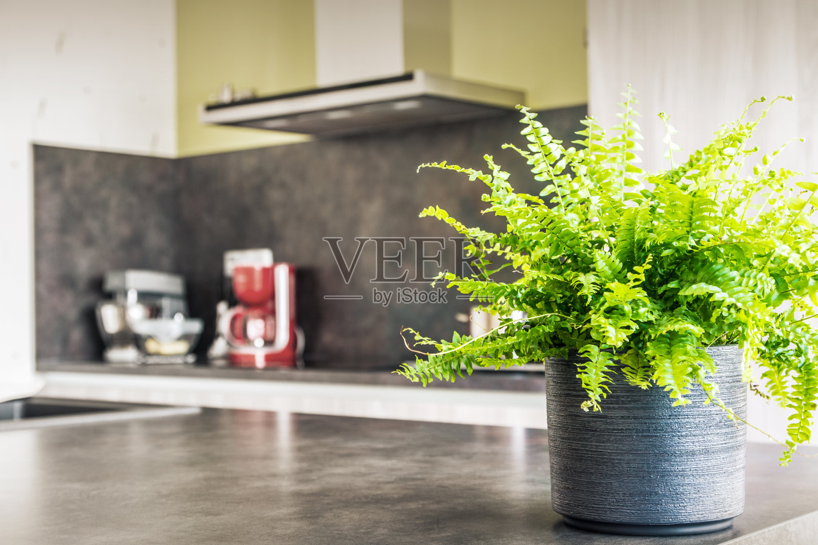 绿虎蕨花盆放置在现代厨房照片摄影图片