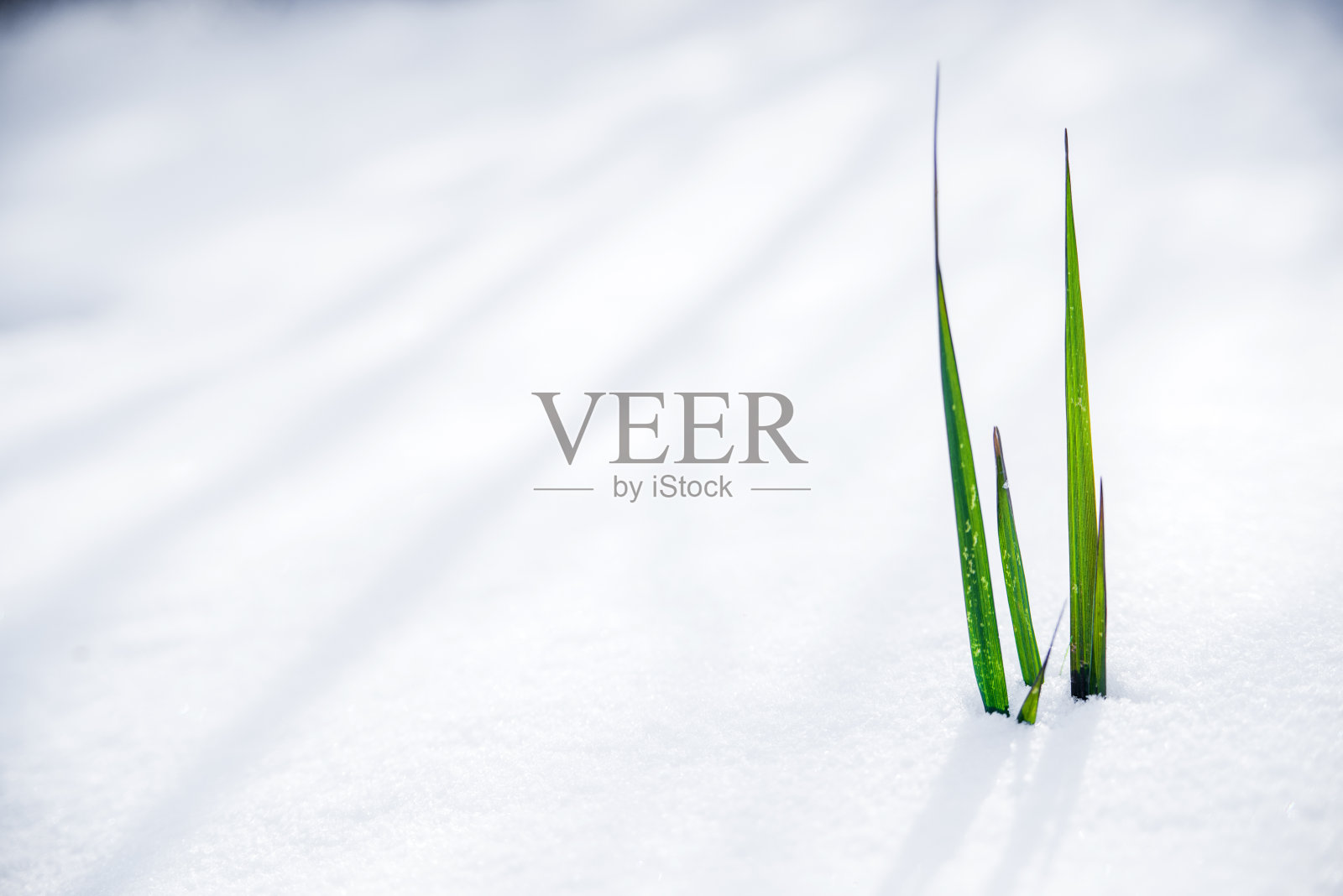 草在雪中生长的照片照片摄影图片