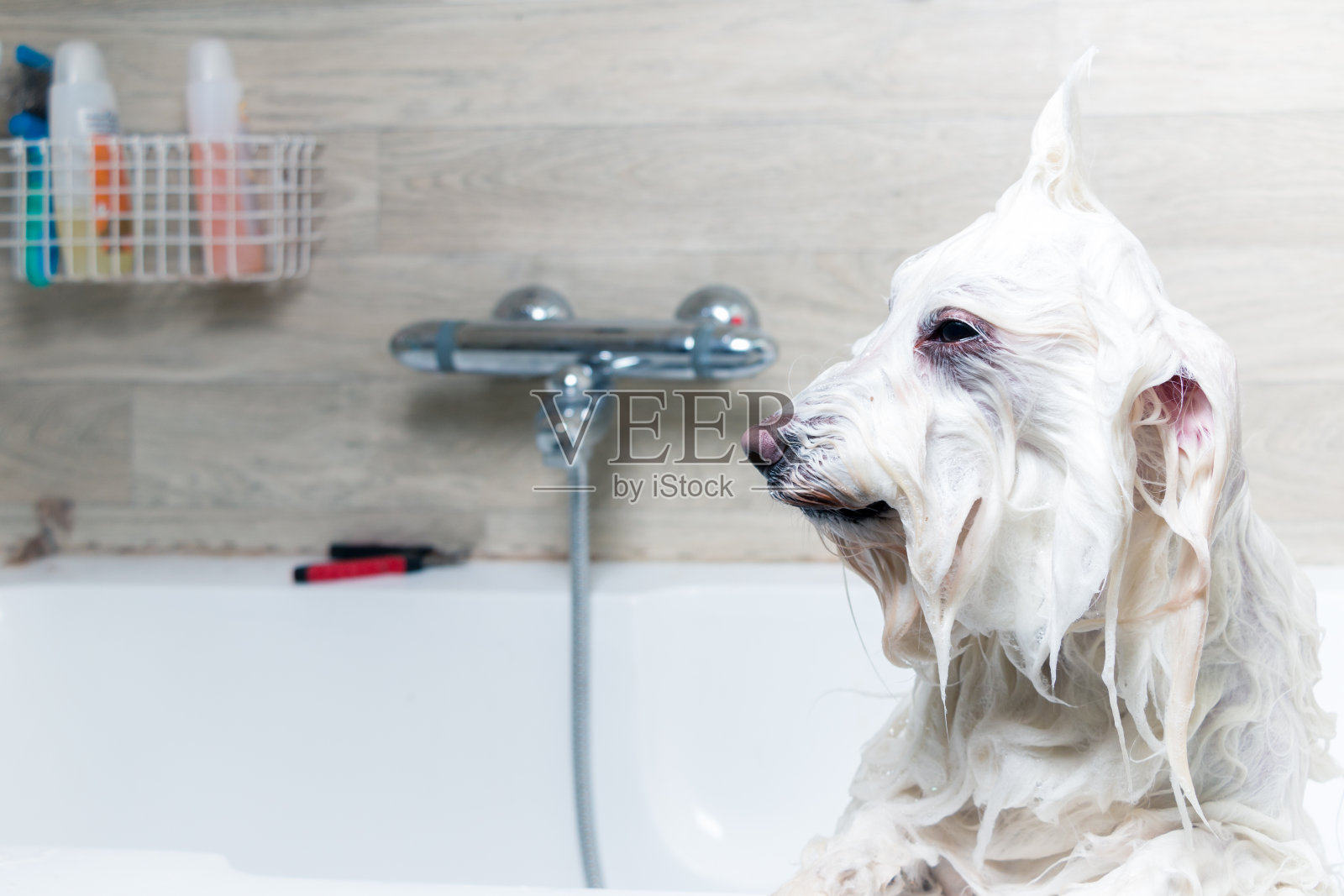 狗狗洗澡盆可折叠排水桶猫咪宠物专用浴盆浴缸防跑水桶家用泡澡池-阿里巴巴