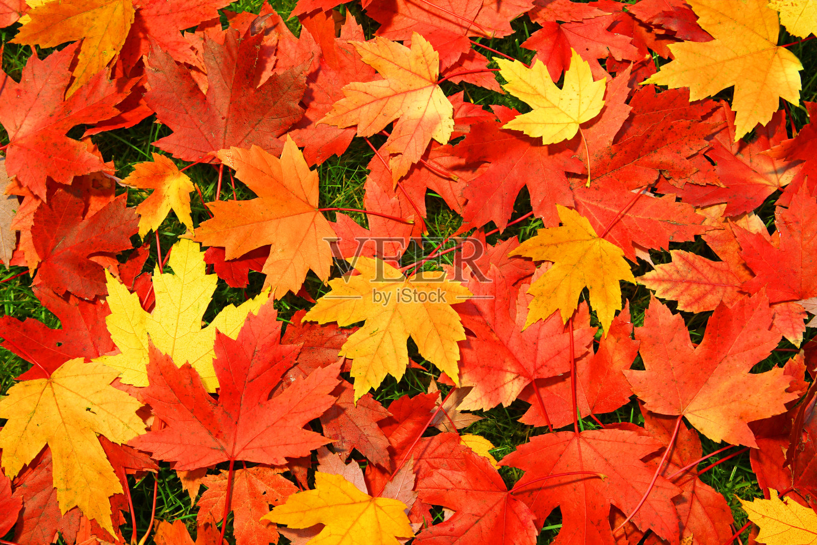 丰富多彩的秋叶照片摄影图片