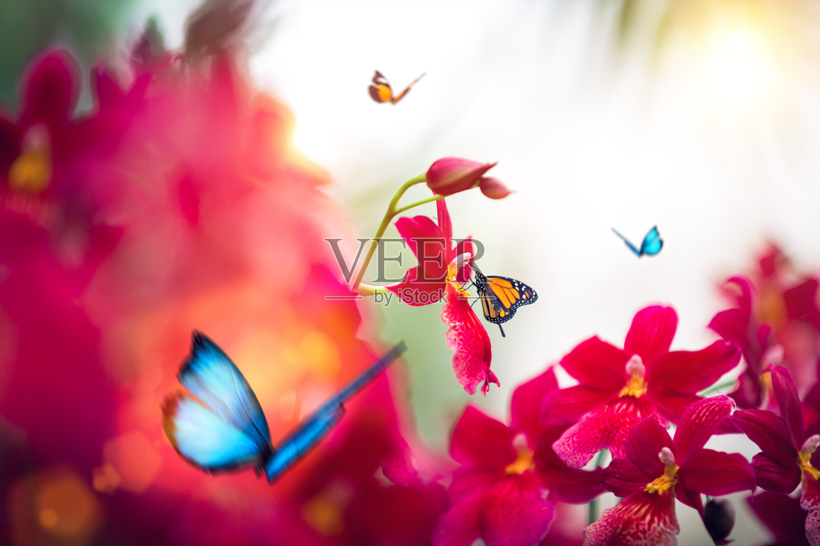 热带花与蝴蝶照片摄影图片