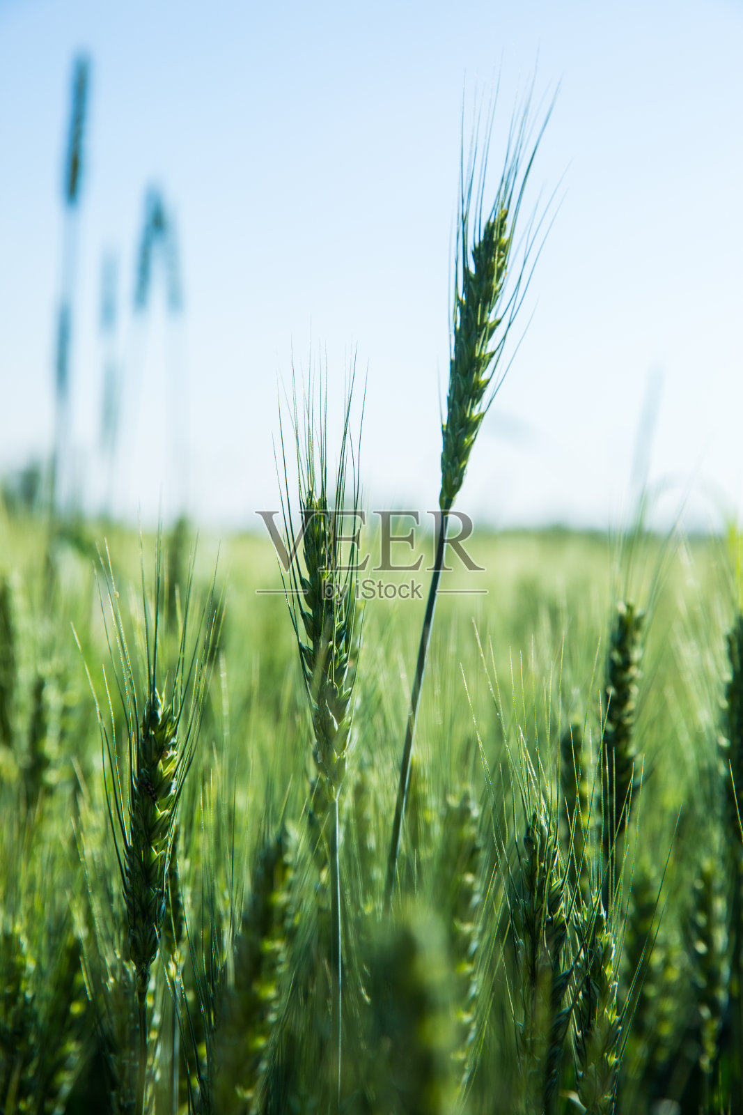 绿色的小麦照片摄影图片