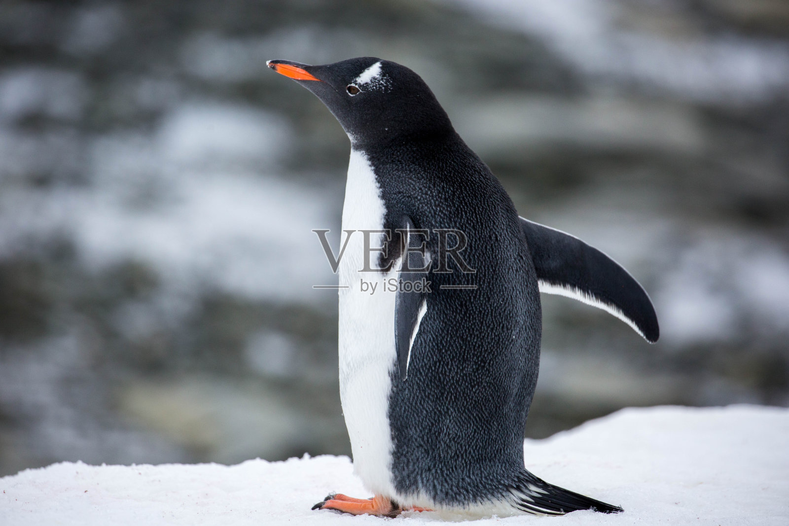 南极洲:达莫角的巴布亚企鹅照片摄影图片