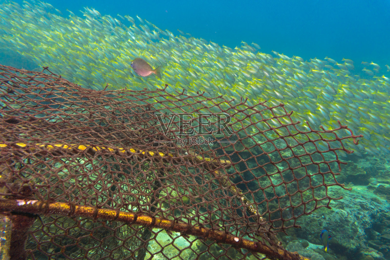 废弃的渔网对海洋环境的破坏照片摄影图片