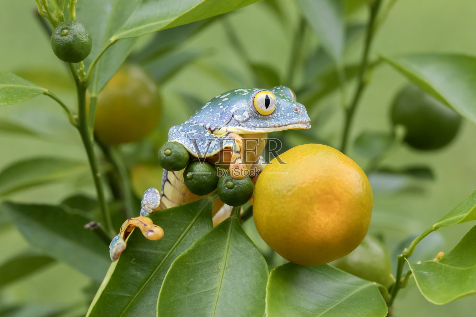 亚马逊叶蛙/条纹树蛙(Cruziohyla craspedopus)在果树-水平照片摄影图片