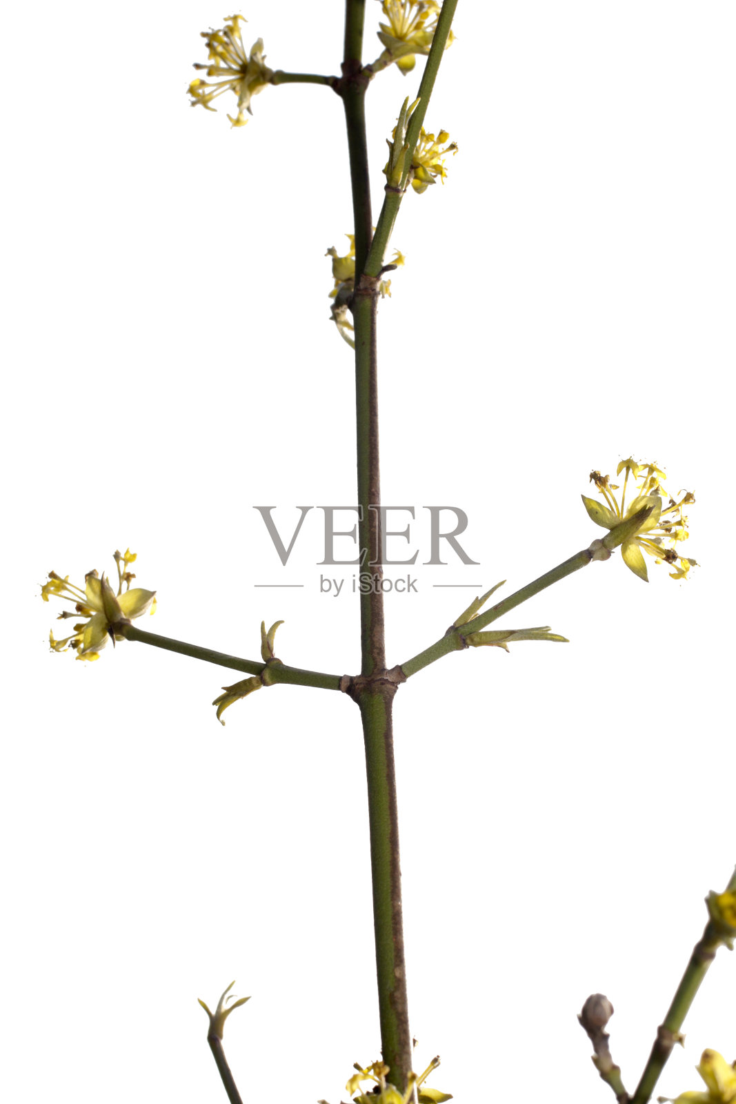 金缕梅孤立的金缕梅的黄色花照片摄影图片