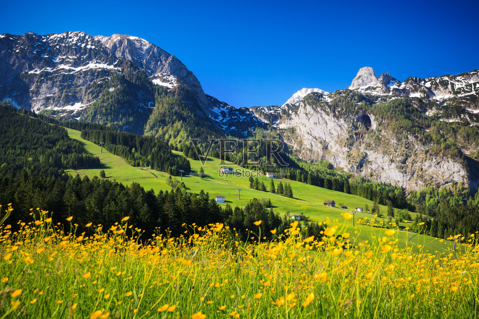Alpen景观-绿色草地充满春天的鲜花-选择性焦点(不同的焦点检查其他图像在系列)照片摄影图片