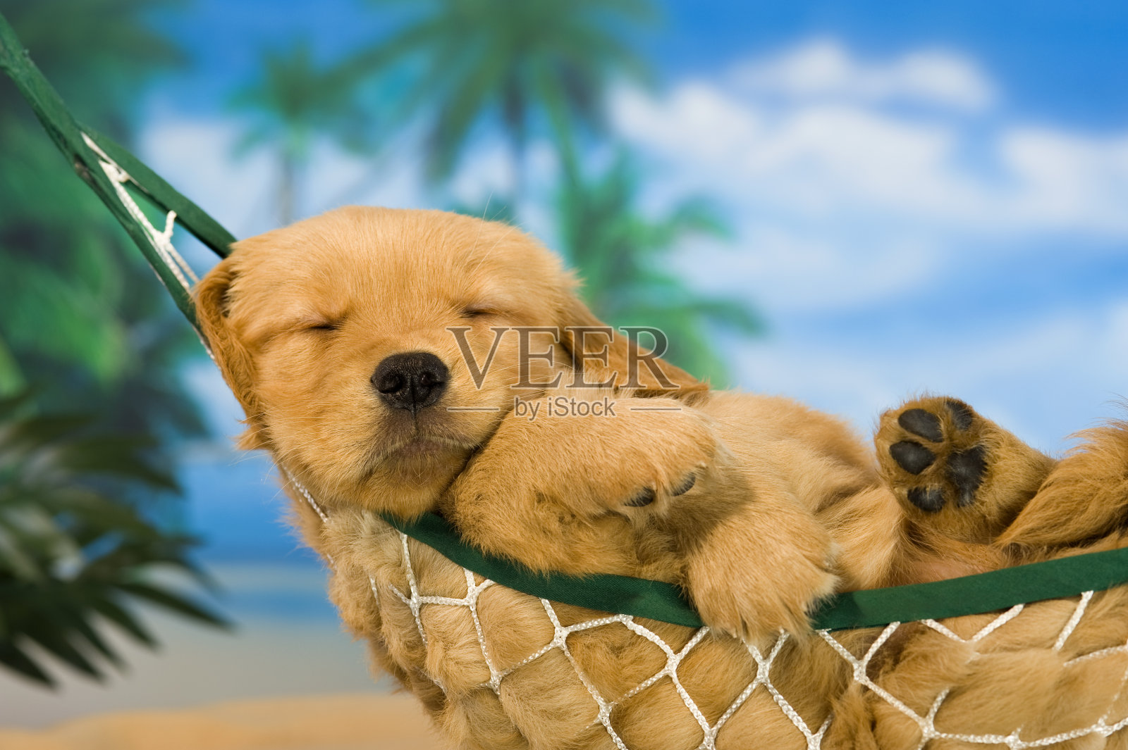 在热带背景的吊床上的幼犬照片摄影图片