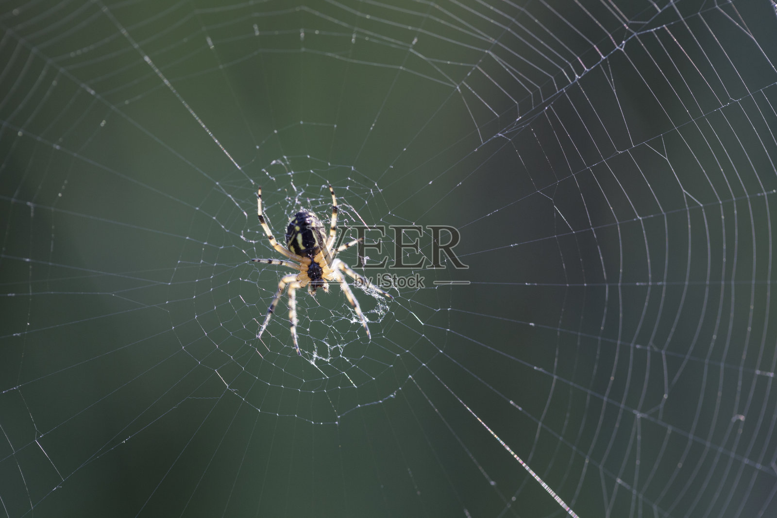 微距照片的蜘蛛在它的网在黑暗的背景照片摄影图片