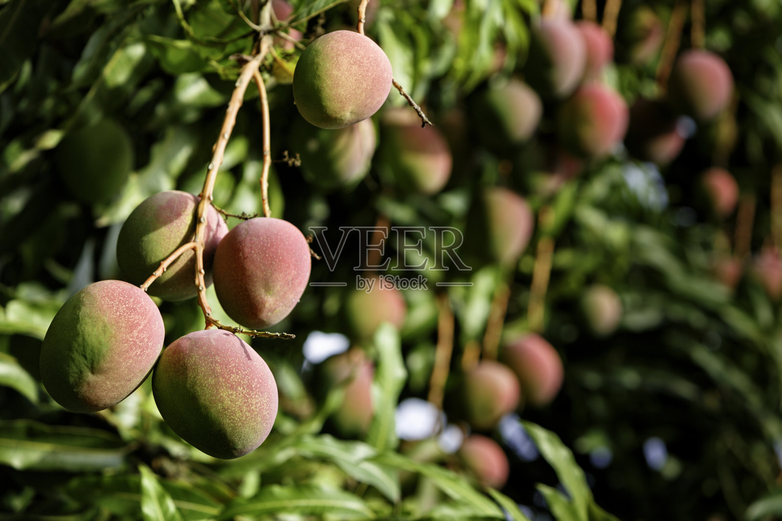 热带水果-成熟的芒果生长在树上照片摄影图片
