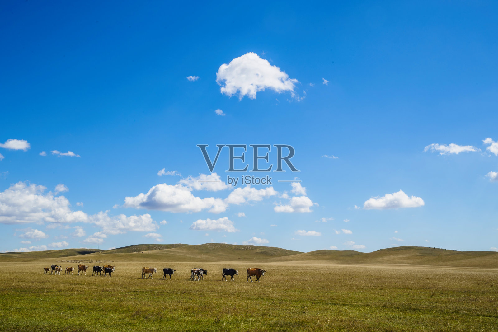 牛群在阳光充足的牧场上吃草照片摄影图片