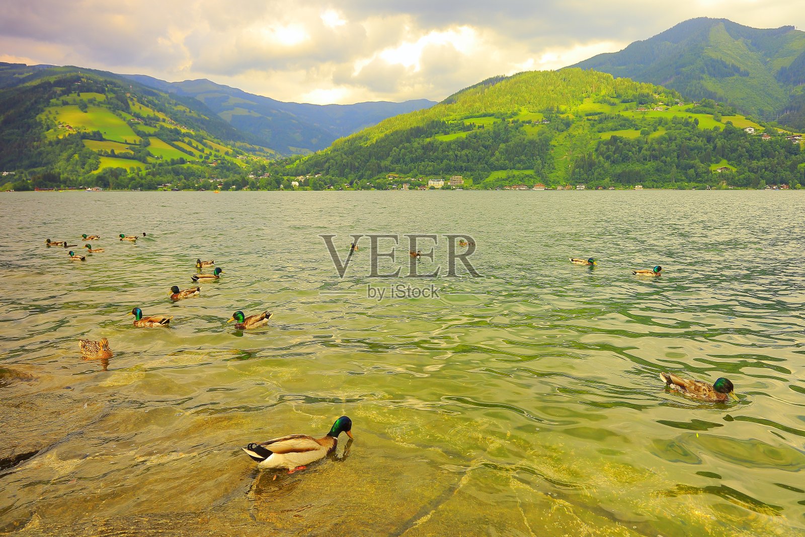 一群鸭子漂浮在美丽的泽勒湖上-泽尔am See和山脉景观，Tirol风景在奥地利的萨尔茨堡，奥地利照片摄影图片