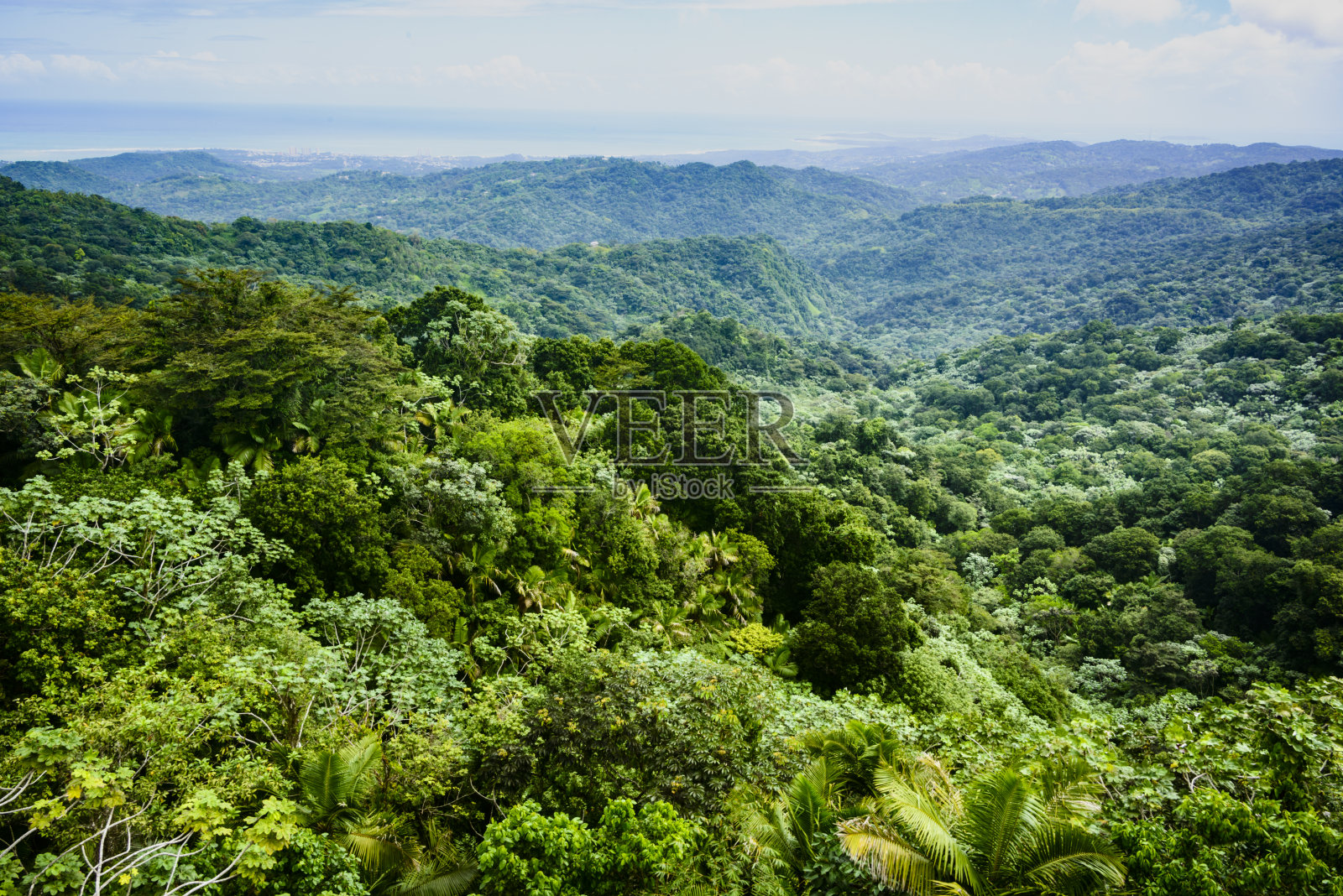 波多黎各云奎热带雨林照片摄影图片