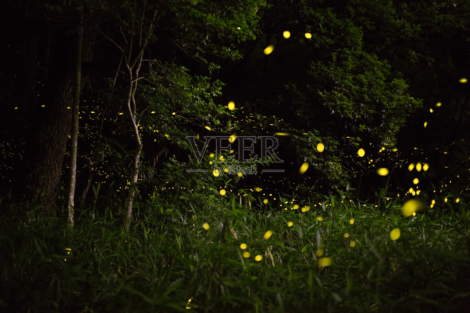 萤火虫在夜间照亮了森林照片摄影图片