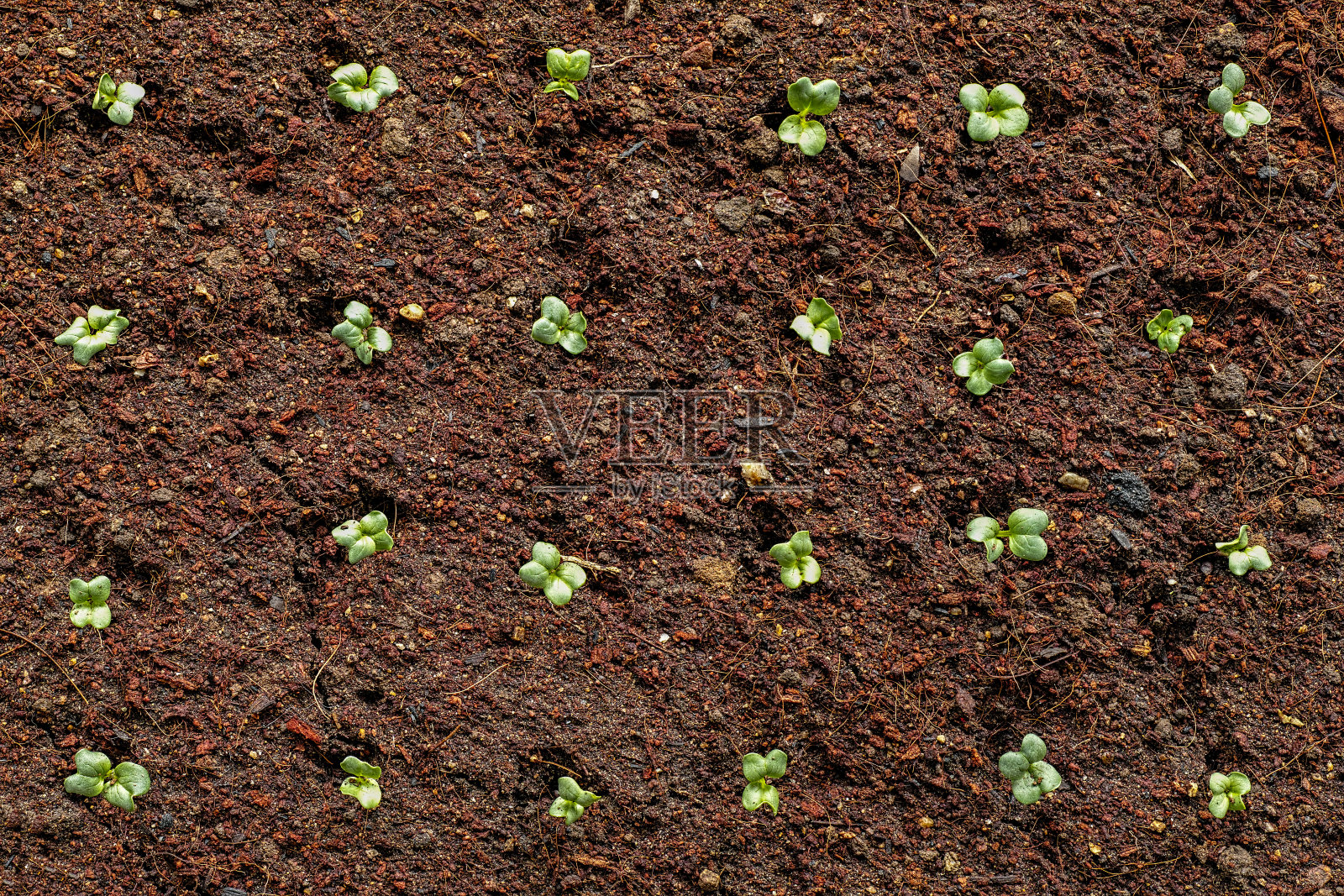 正上方是新鲜的绿色幼苗刚刚在土壤中发芽，慢慢地从土壤上升起。照片摄影图片