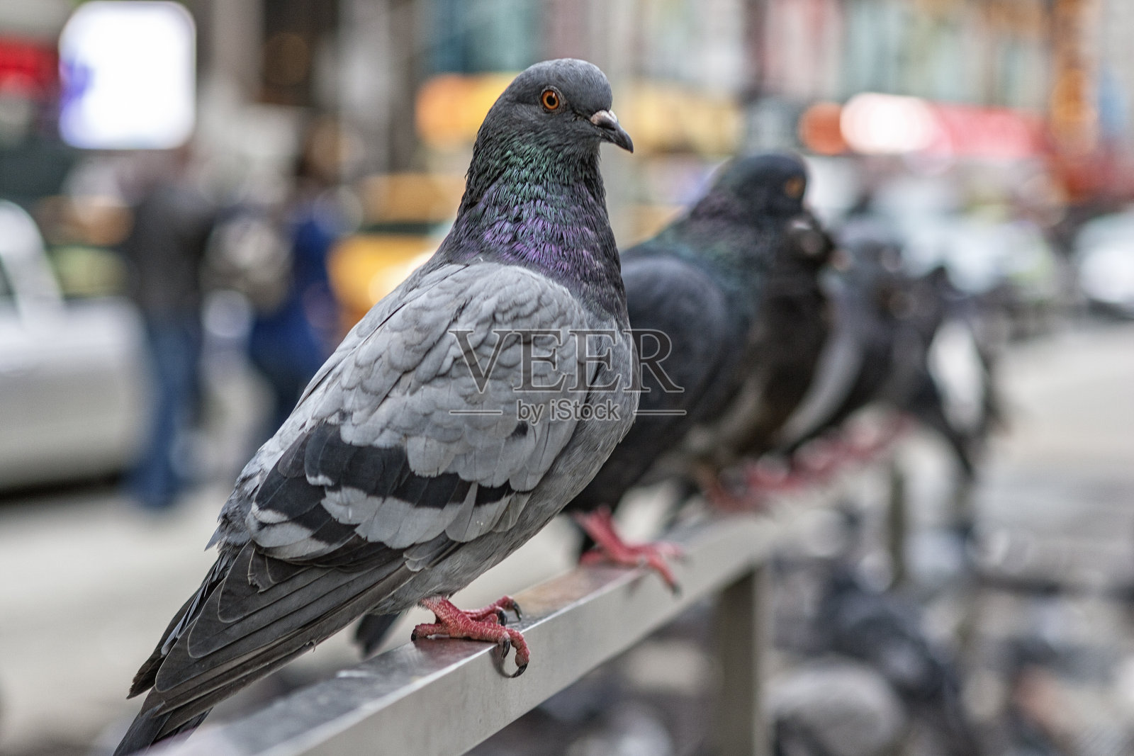 鸽子在纽约排队照片摄影图片