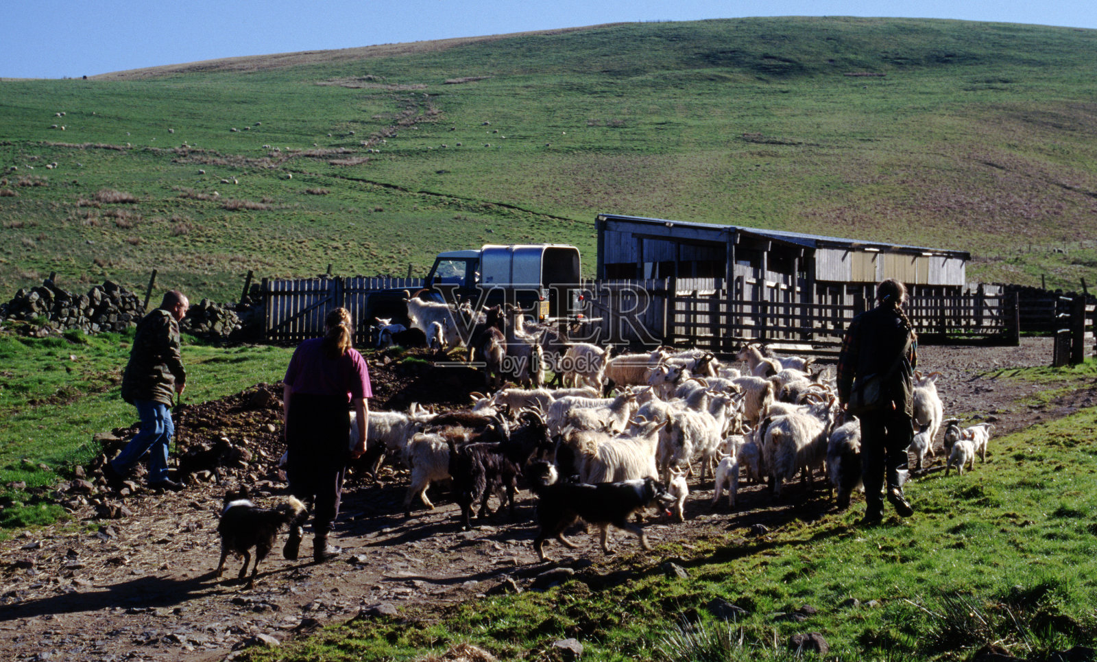 在苏格兰边境放牧开士米山羊照片摄影图片