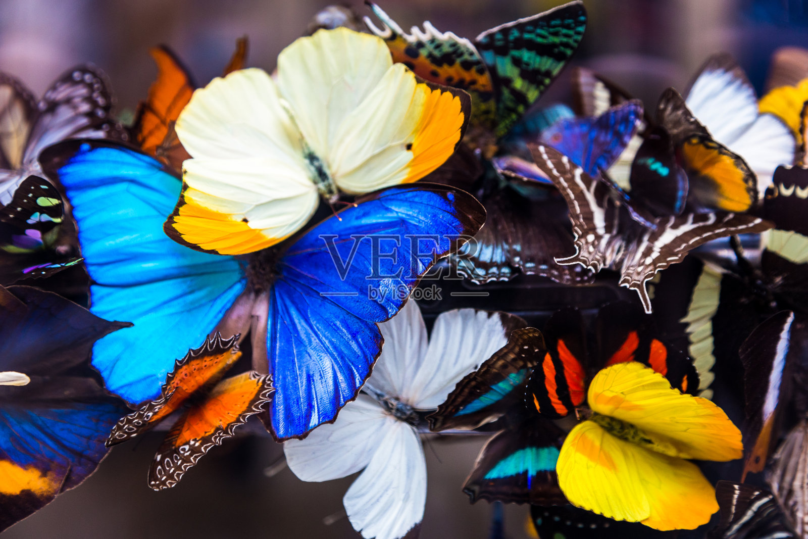 一排色彩鲜艳的蝴蝶的特写照片摄影图片
