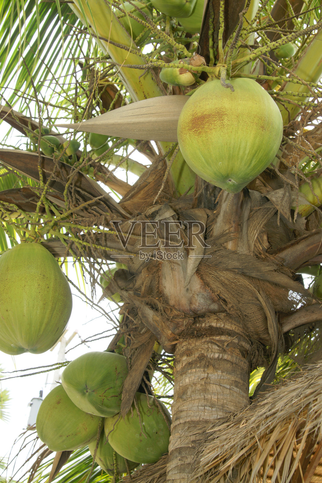 椰树照片摄影图片