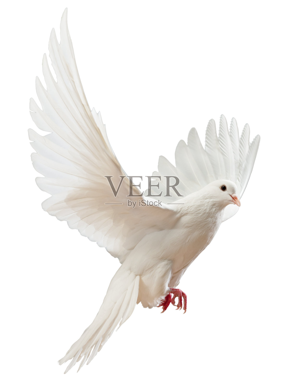 自由飞翔的白鸽被孤立照片摄影图片
