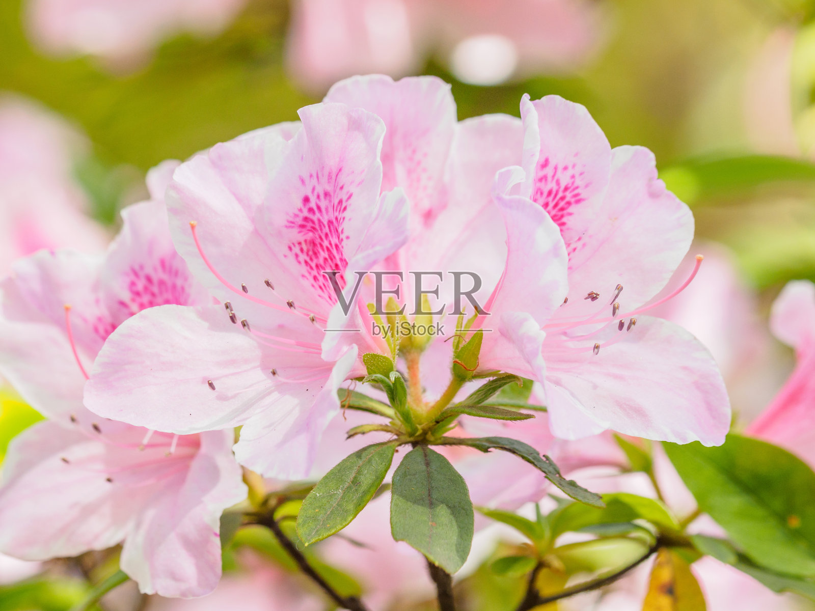 夏季花卉系列，粉色杜鹃花在花园里盛开特写。照片摄影图片