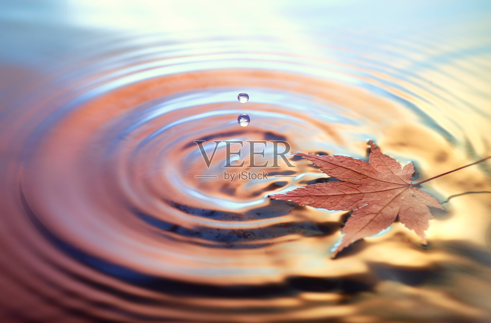 干燥的大理石叶子上的水，色调秋天的背景照片摄影图片