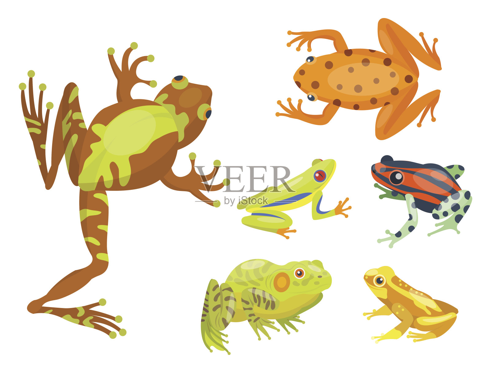 青蛙卡通热带动物卡通自然图标有趣和孤立的吉祥物人物野生有趣的森林蟾蜍两栖动物矢量插图插画图片素材