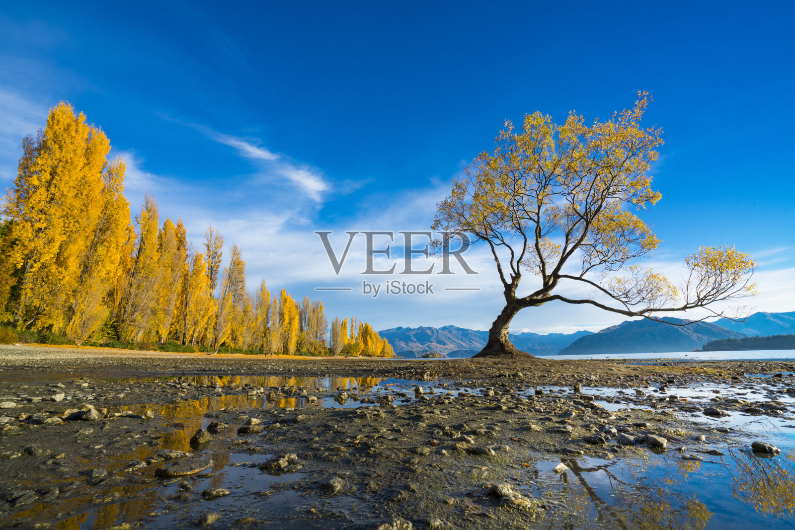 新西兰南岛的瓦纳卡树，秋天黄叶蓝天照片摄影图片