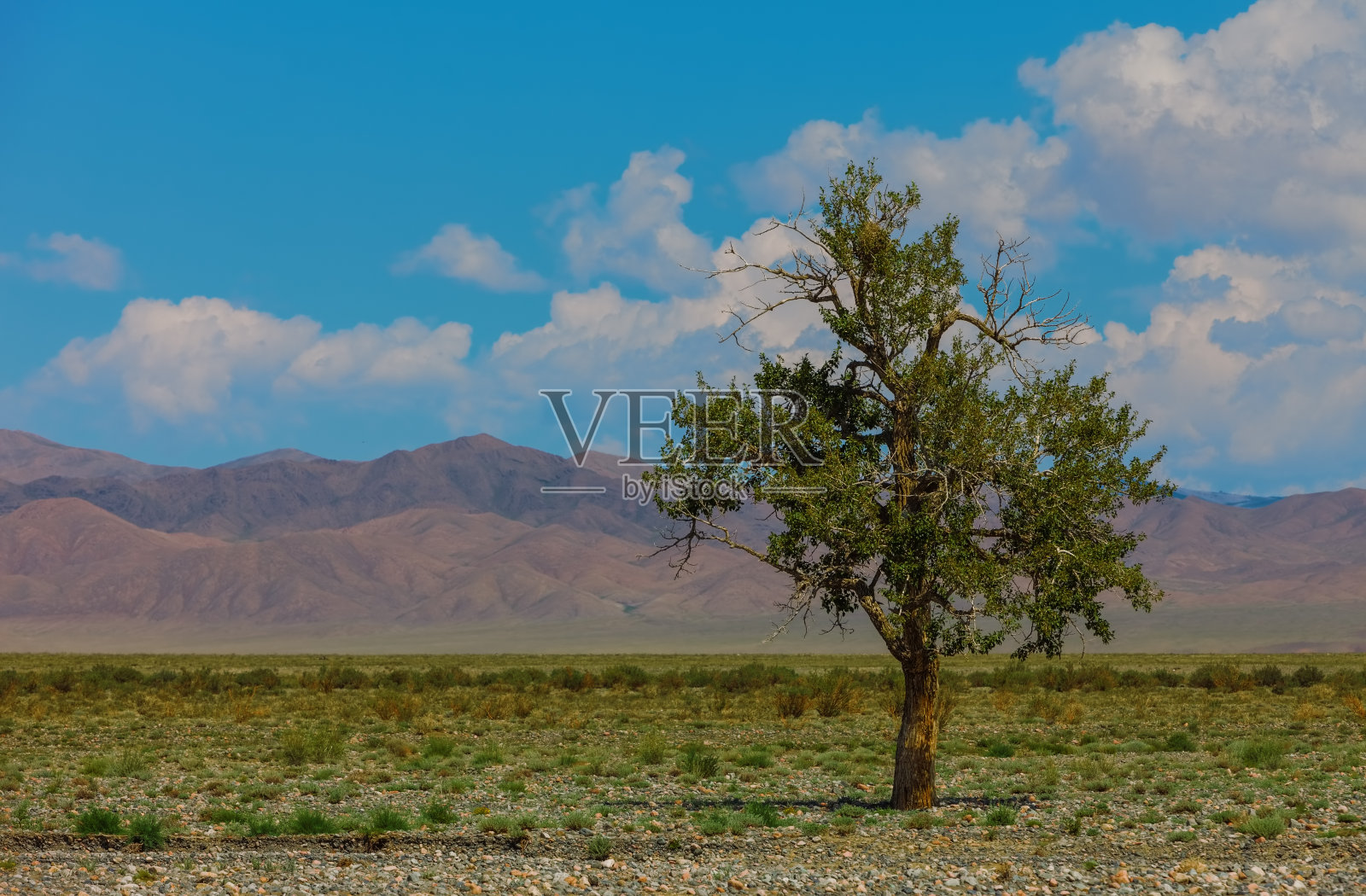 孤山中的树。蒙古照片摄影图片