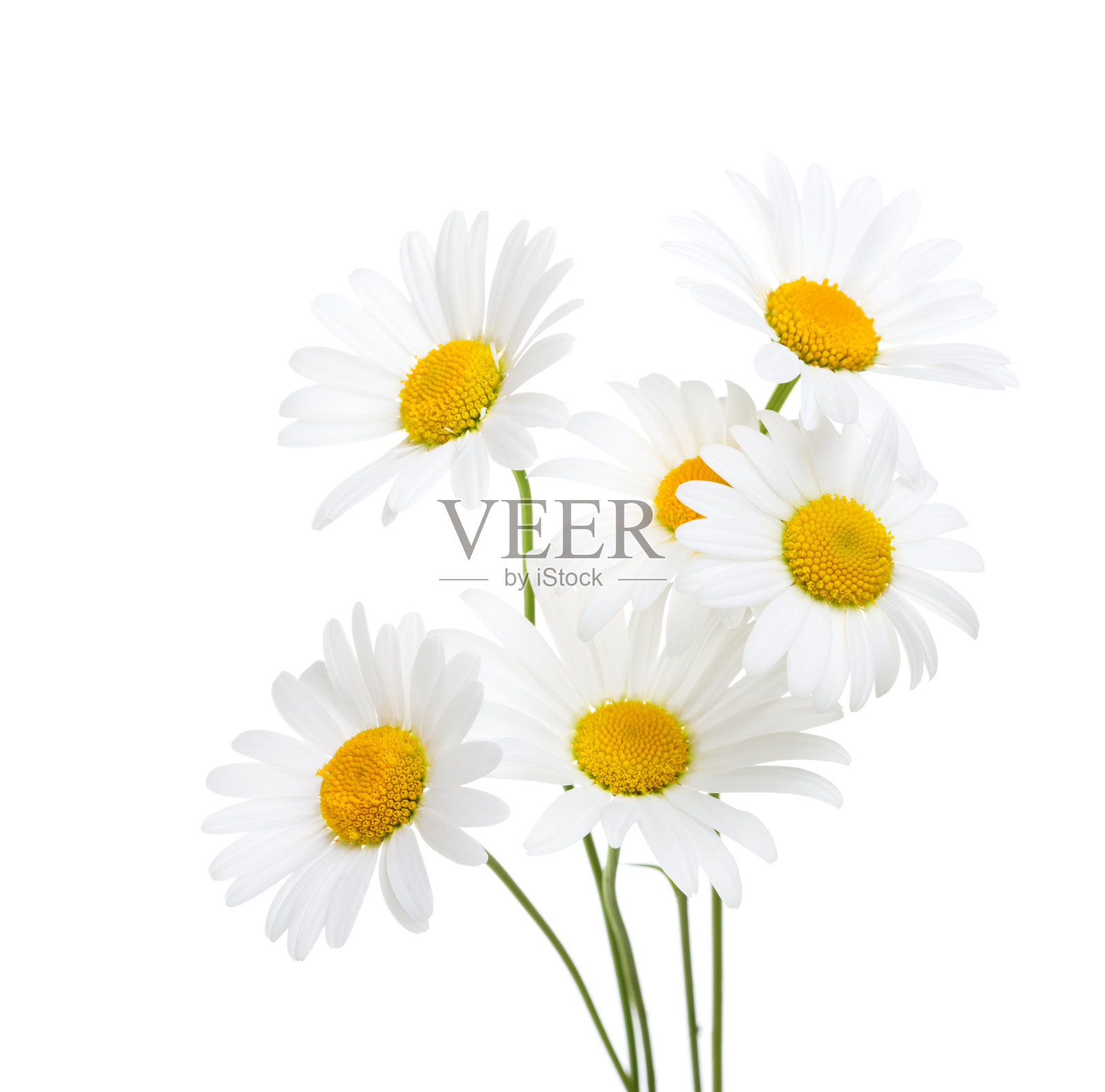 一束孤立在白色背景上的洋甘菊(牛眼雏菊)。照片摄影图片