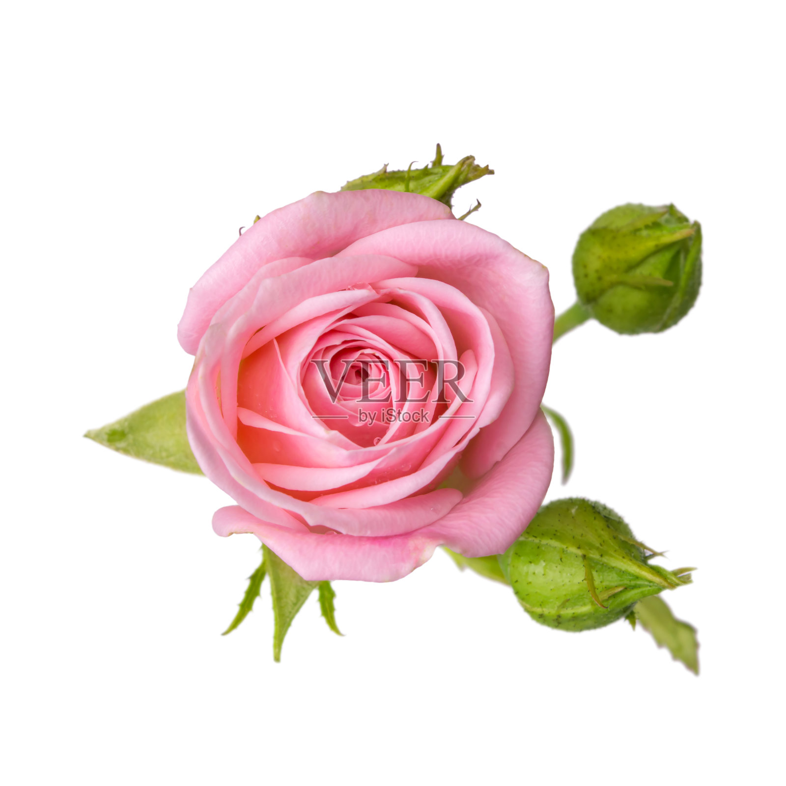 粉红色的玫瑰，花蕾孤立在白色背景上。照片摄影图片