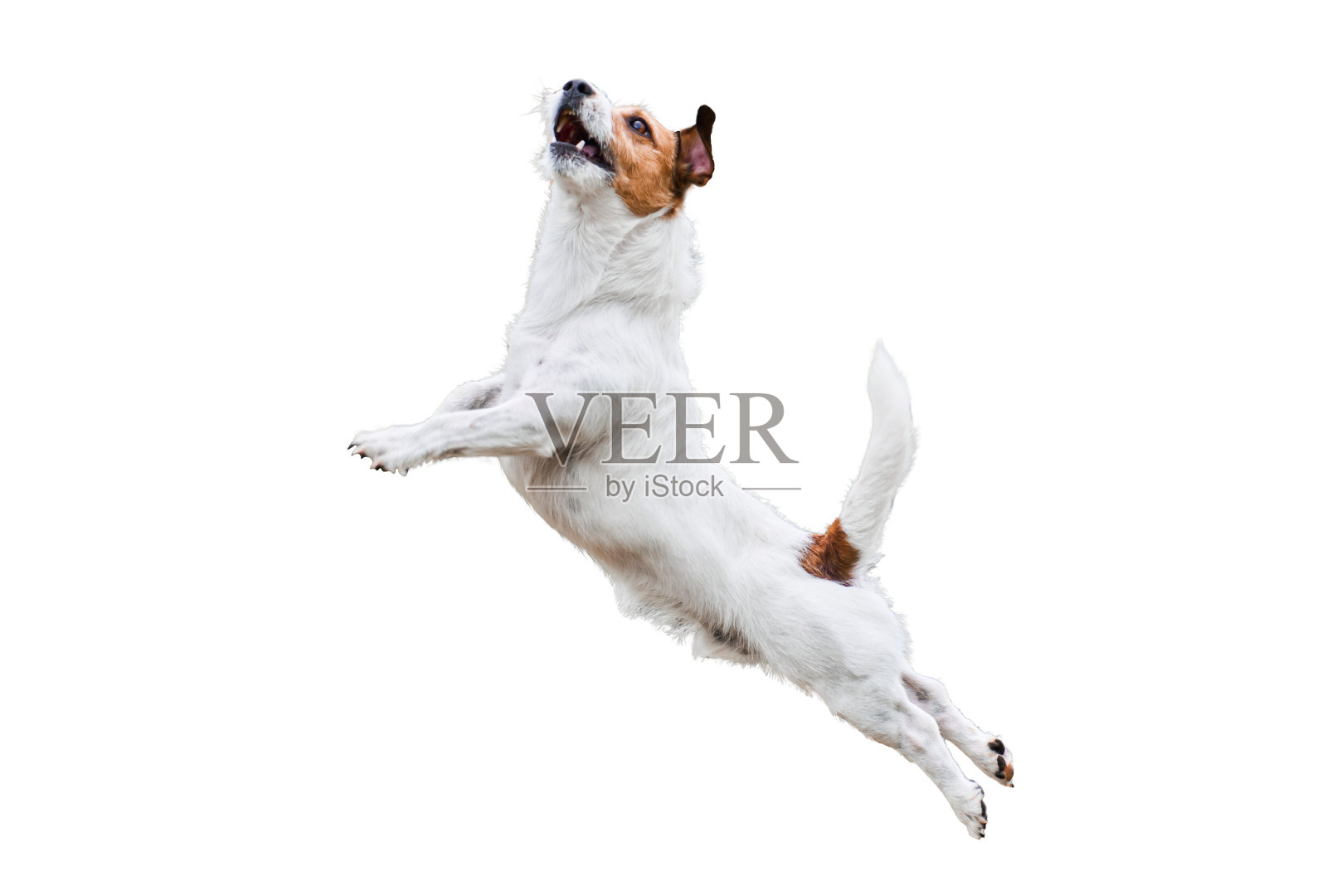 梗狗孤立的白色跳跃和飞行高照片摄影图片
