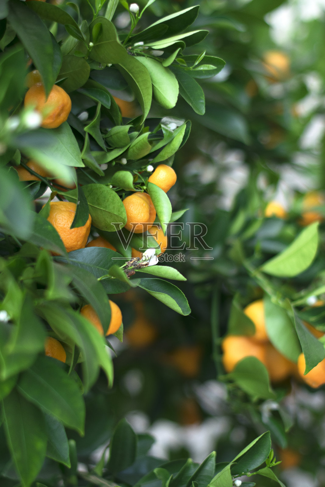 柑橘树。枝头挂满了桔子和鲜花照片摄影图片