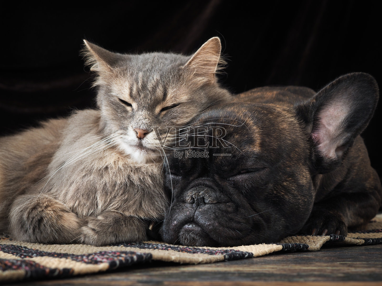 狗和猫睡在一起，可爱的互相拥抱照片摄影图片