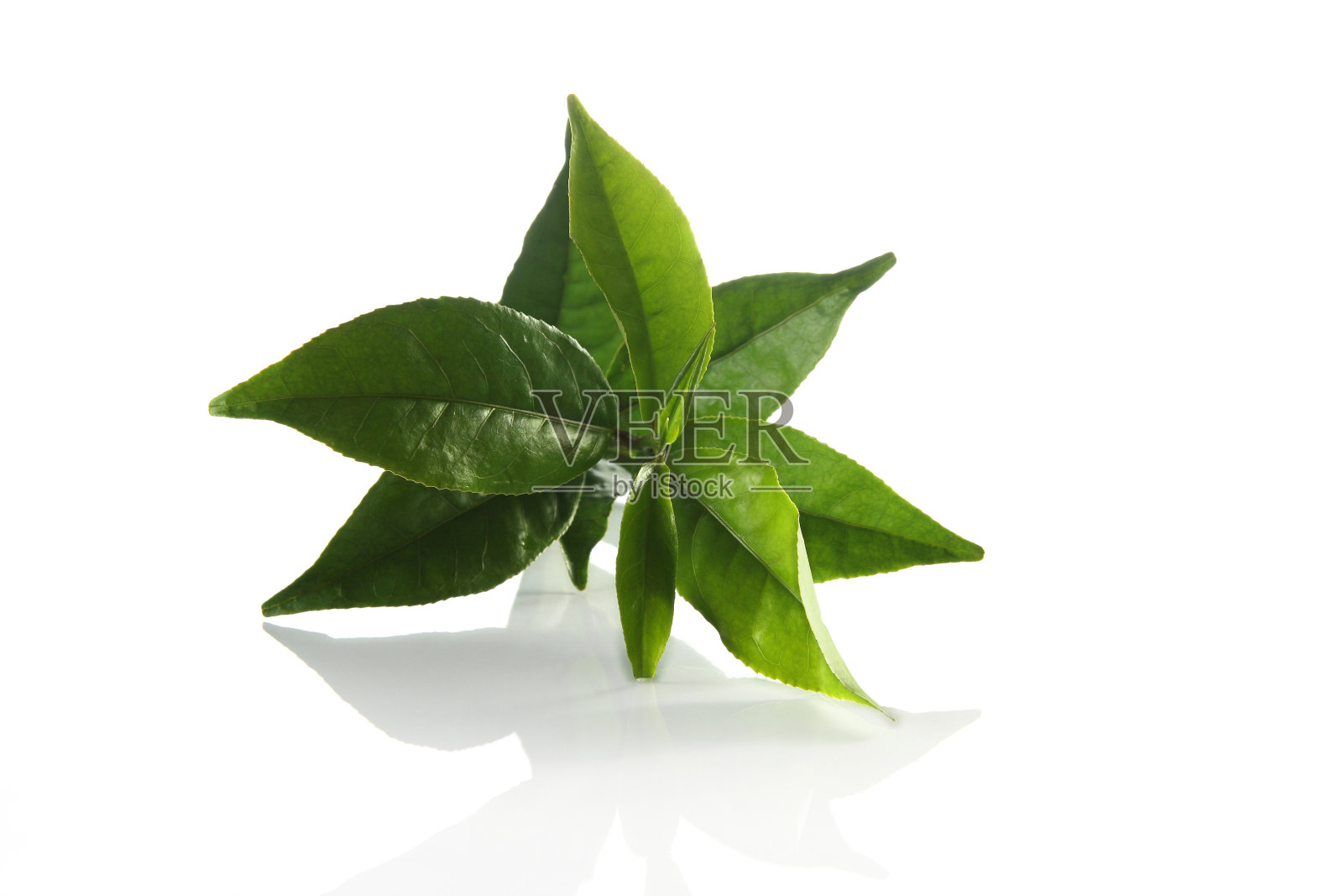 新鲜绿茶照片摄影图片
