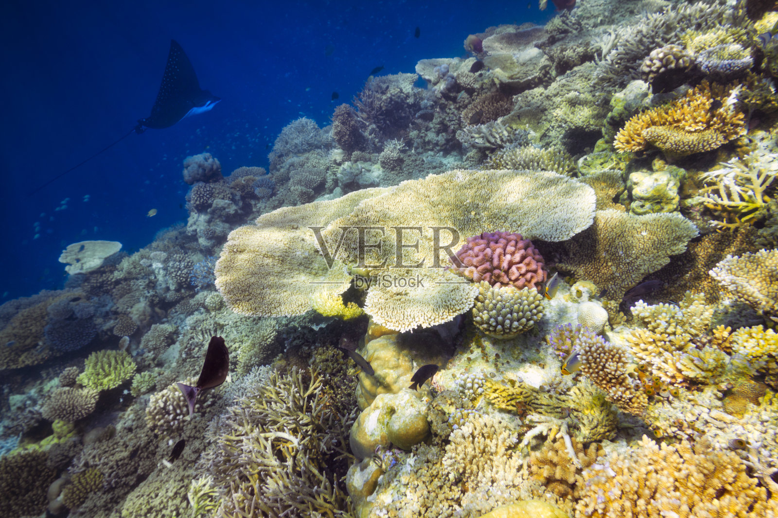 五颜六色的珊瑚礁照片摄影图片