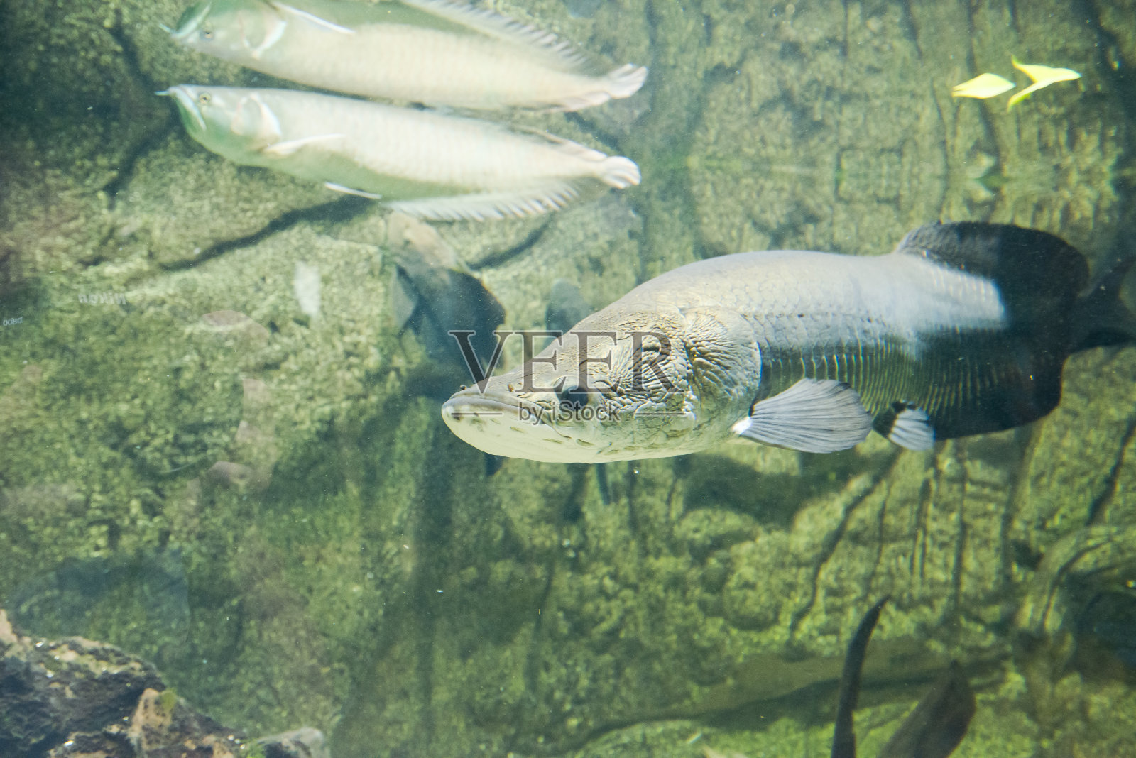 Arapaima gigas——巨型鱼照片摄影图片