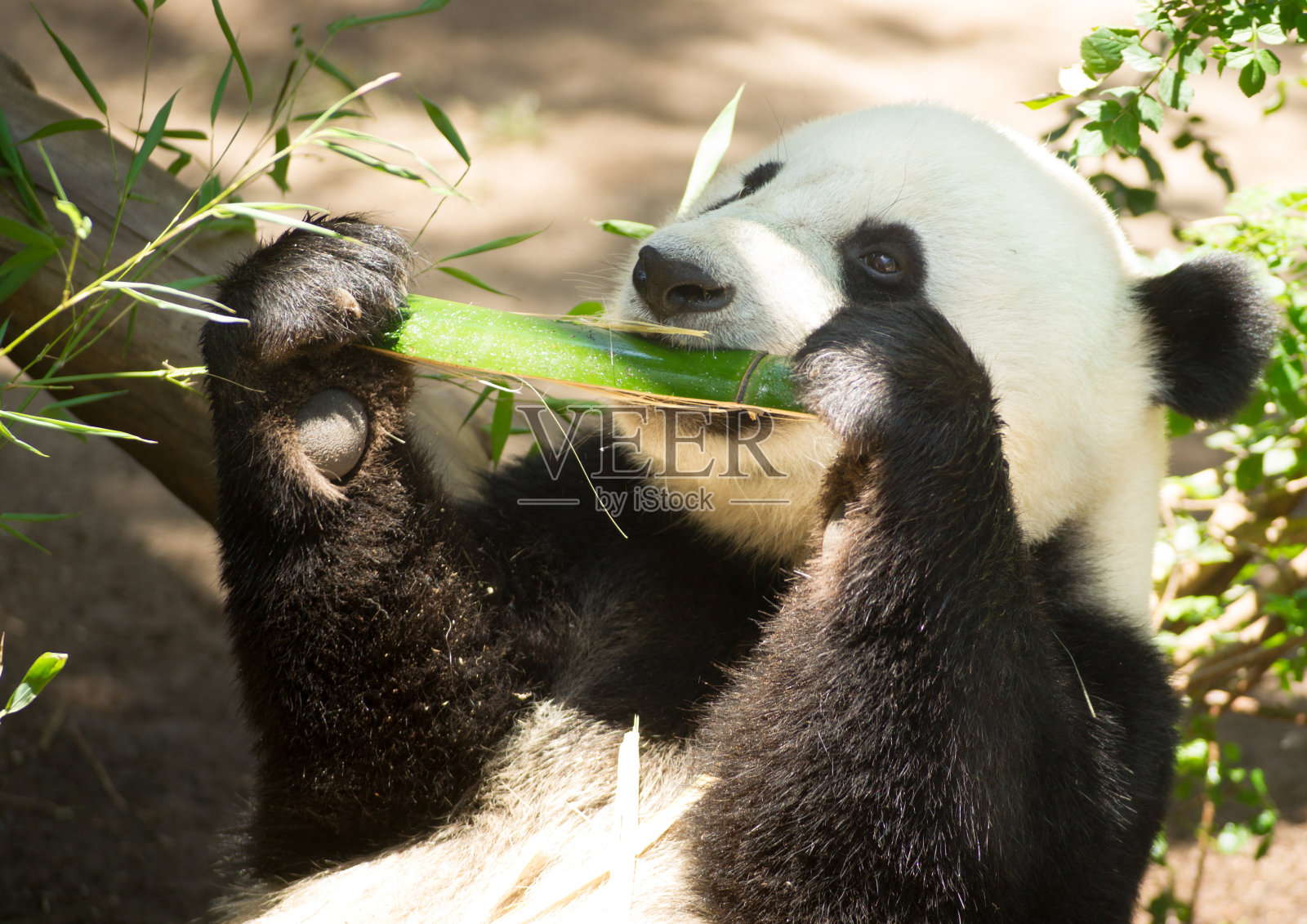 濒危动物野生动物大熊猫吃竹茎照片摄影图片
