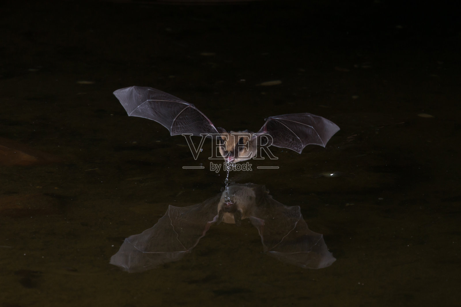 夜间用闪光灯飞行的蝙蝠照片摄影图片