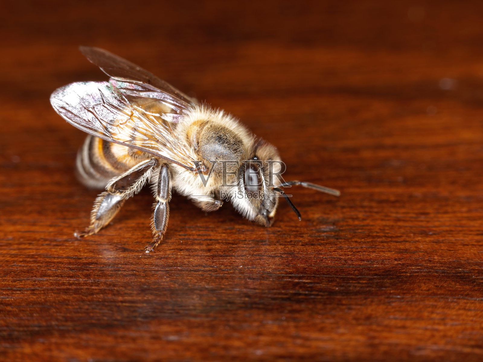 一只蜜蜂一动不动的特写。照片摄影图片