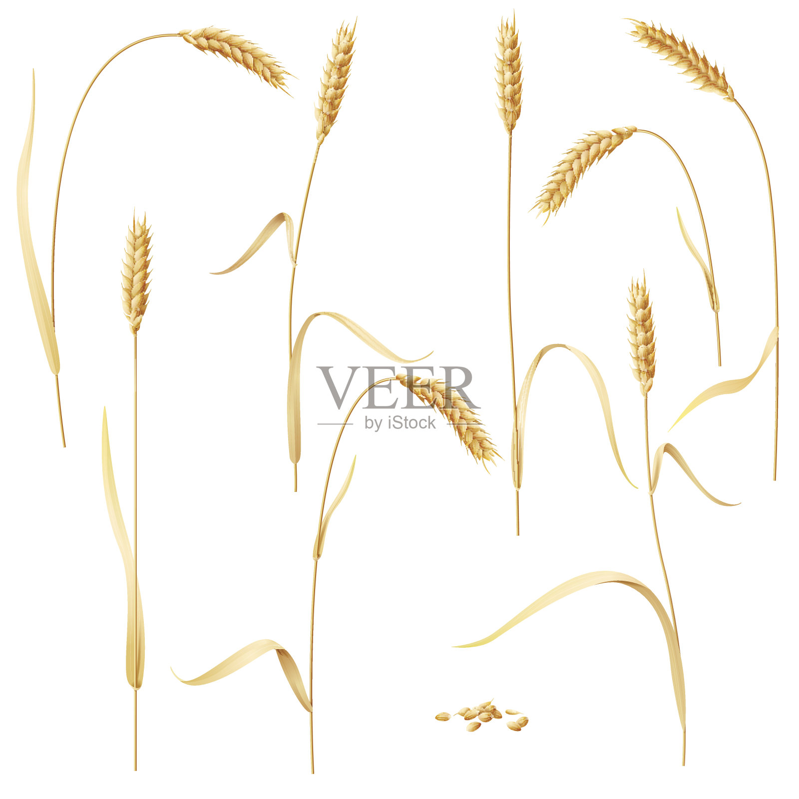 小麦穗白了设计元素图片