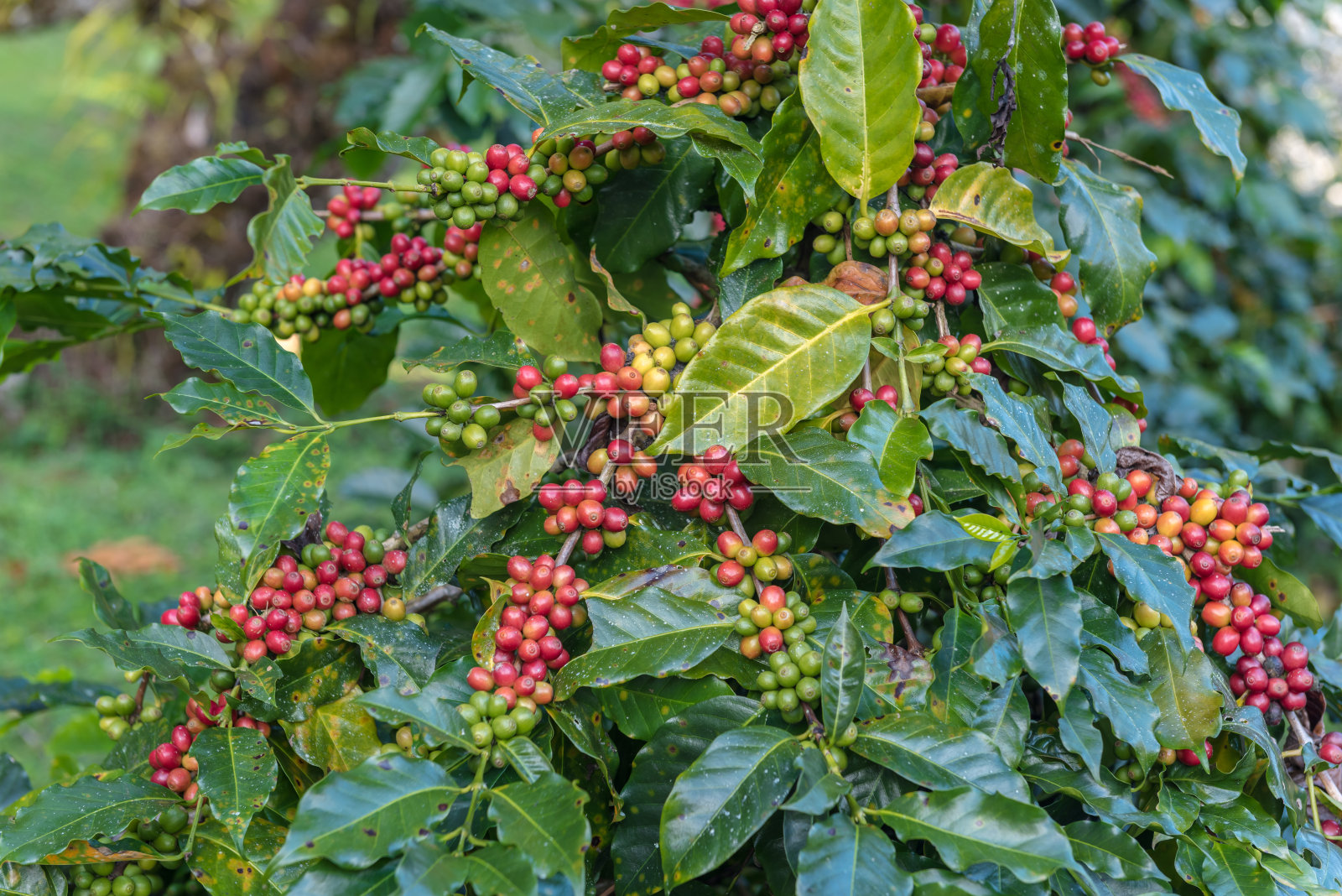 树上的咖啡豆照片摄影图片