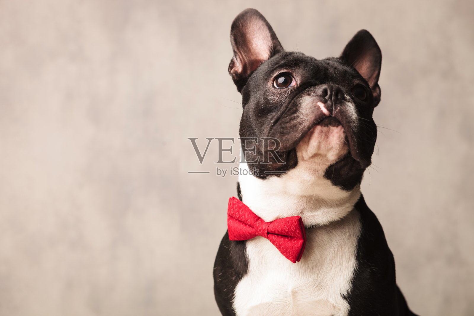 法国斗牛犬戴着红色领结，摆着抬头的姿势照片摄影图片