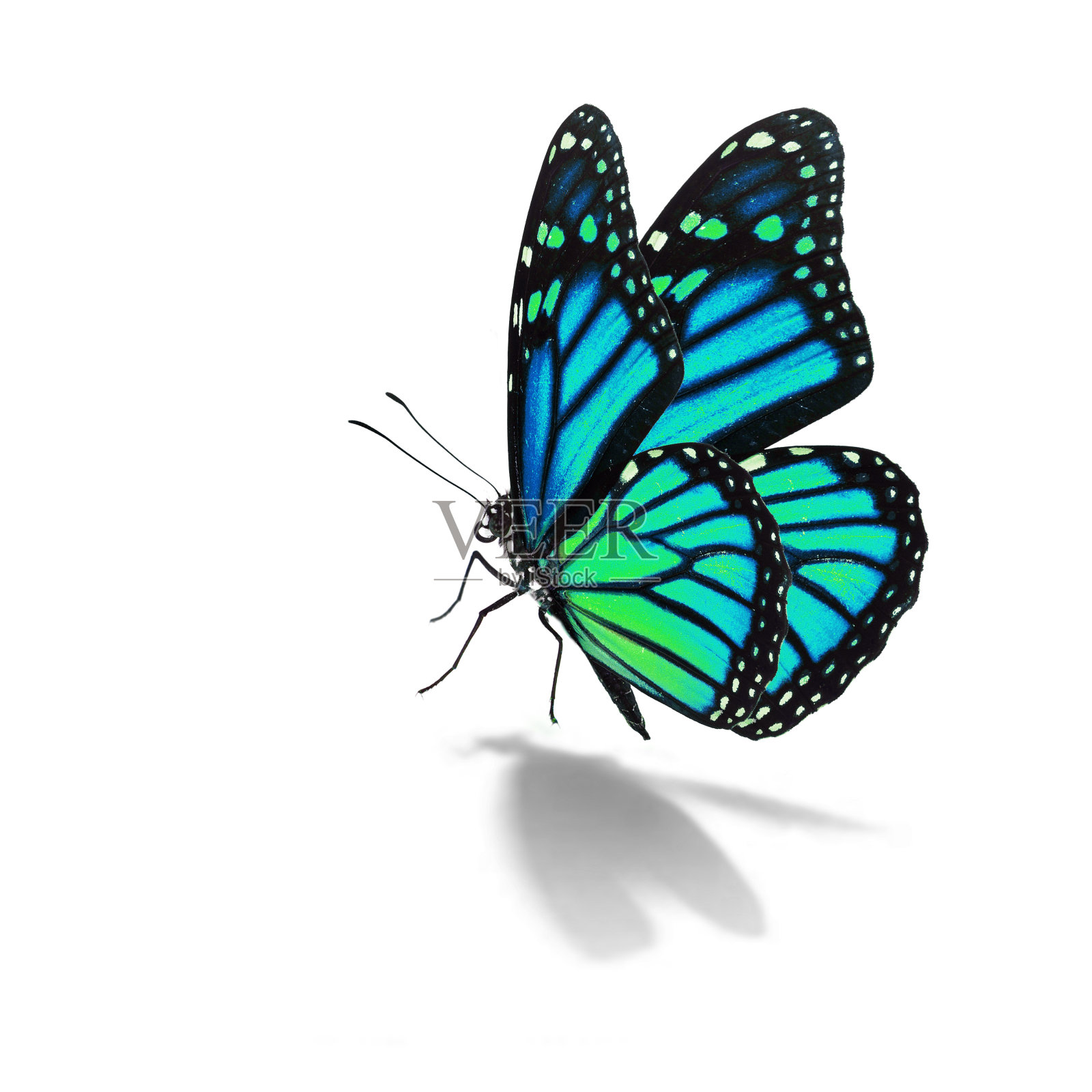 蓝色黑脉金斑蝶照片摄影图片