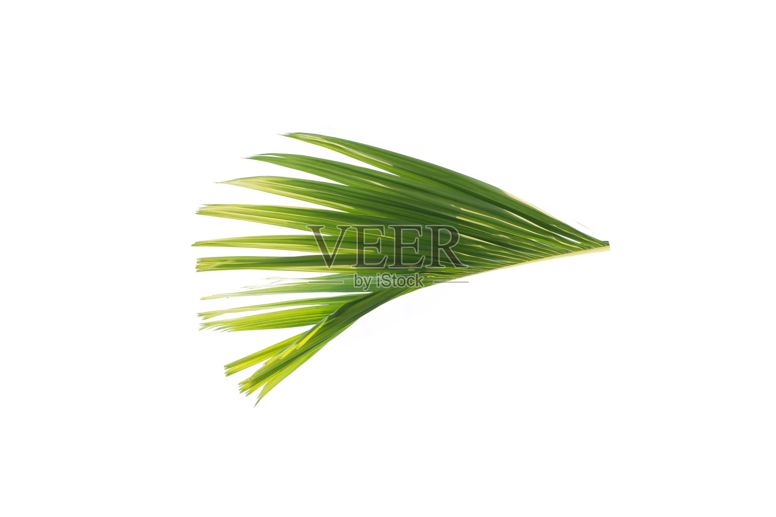绿叶的棕榈树孤立在白色的背景照片摄影图片